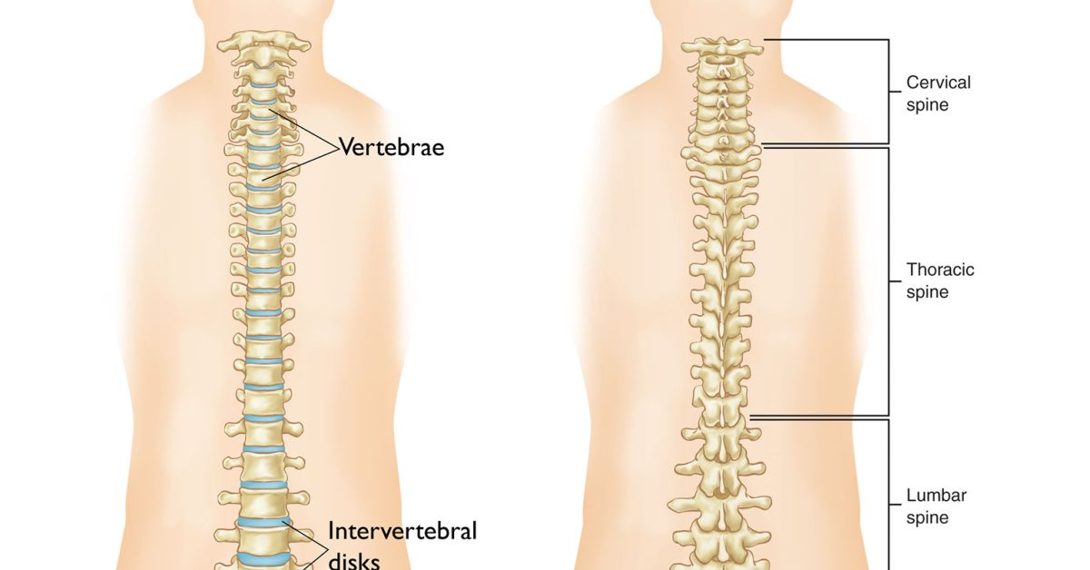 spine-front-and-back---combined